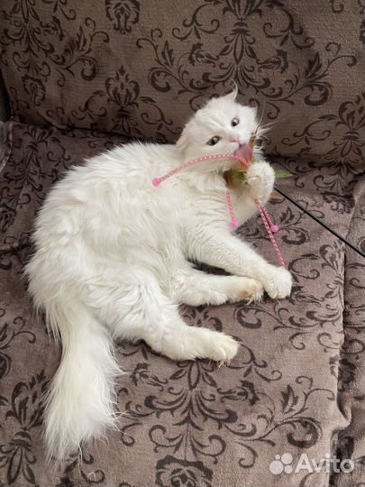 Кошечка в добрые руки