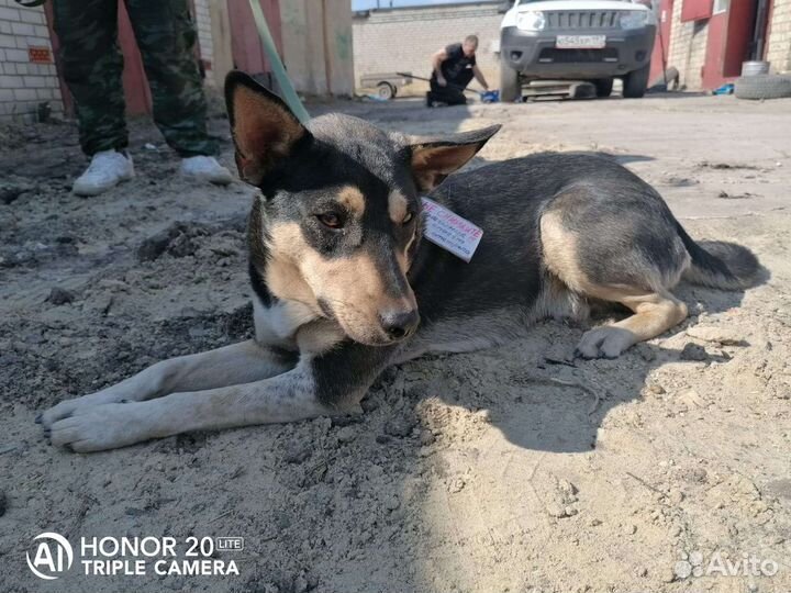 Собака в добрые руки