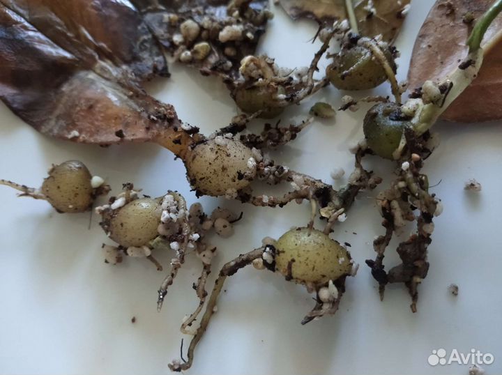 Замиокулькас сорт Черный ворон