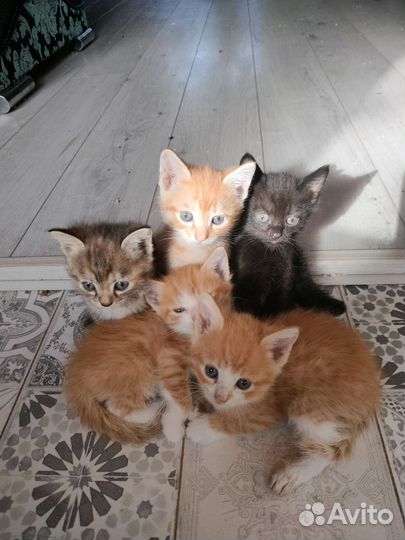 Котята в дар