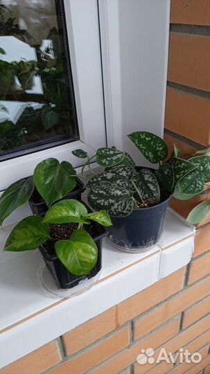 Комнатные растения цветы