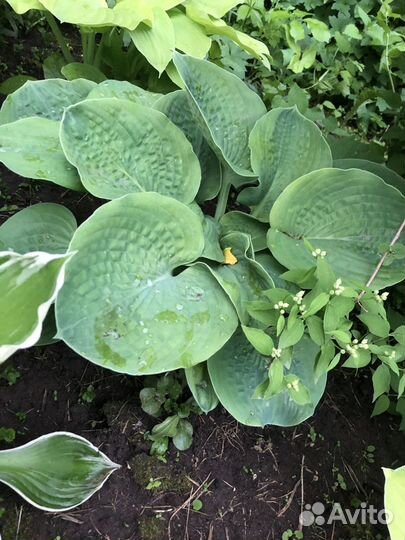 Саженцы хосты