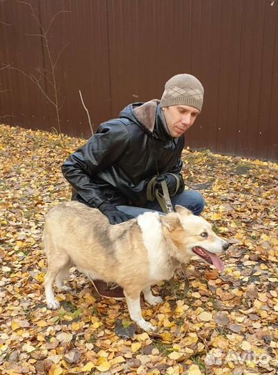 Слепой песик