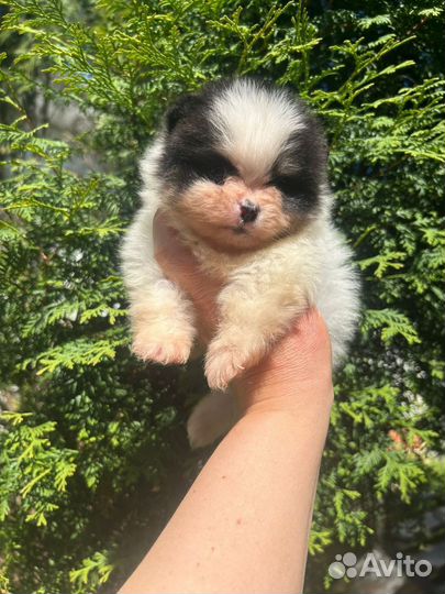 Супер мини мишки