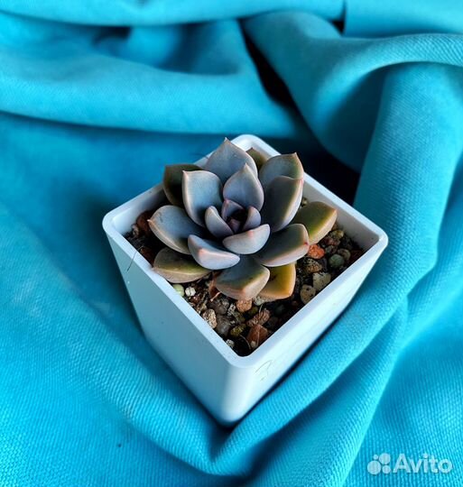 Суккуленты