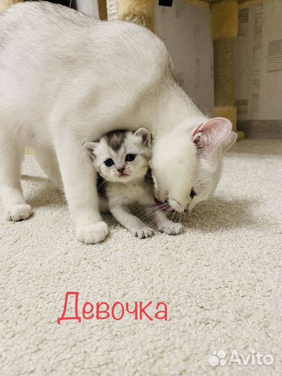 Шотландская