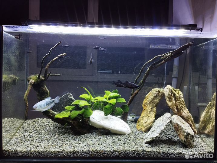 Аквариум с рыбками