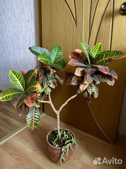 Кротон / Домашние растения