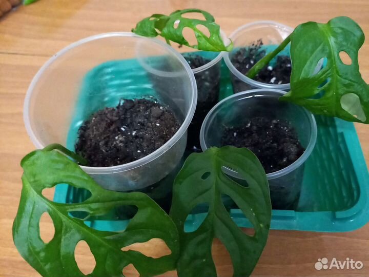 Монстера обликва манки маск, Шефлера вариегатная