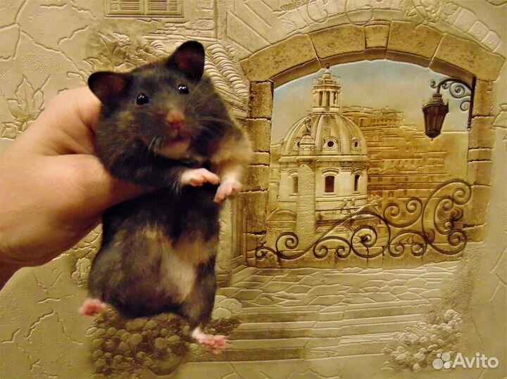 Сирийские. ангорские хомяки - питомник, клетки