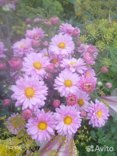 Цветы многолетние, гортензии