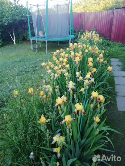 Многолетние цветы