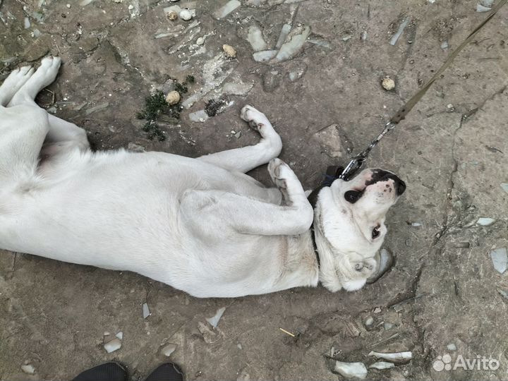 Собака алабай