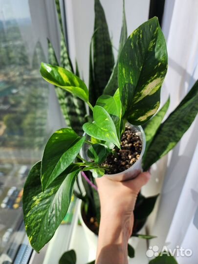 Эпипремнум