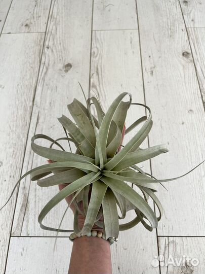 Тилландсия ксерографика