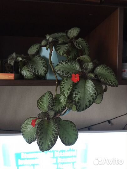 Эписция с горшком