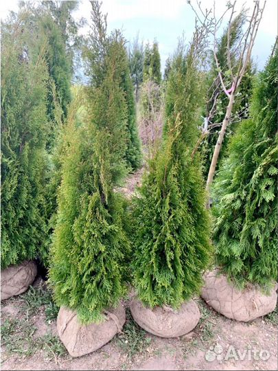 Туи от производителя