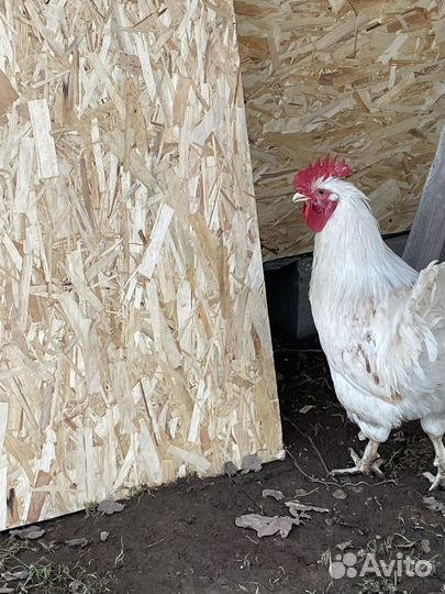 Петухи Легорн