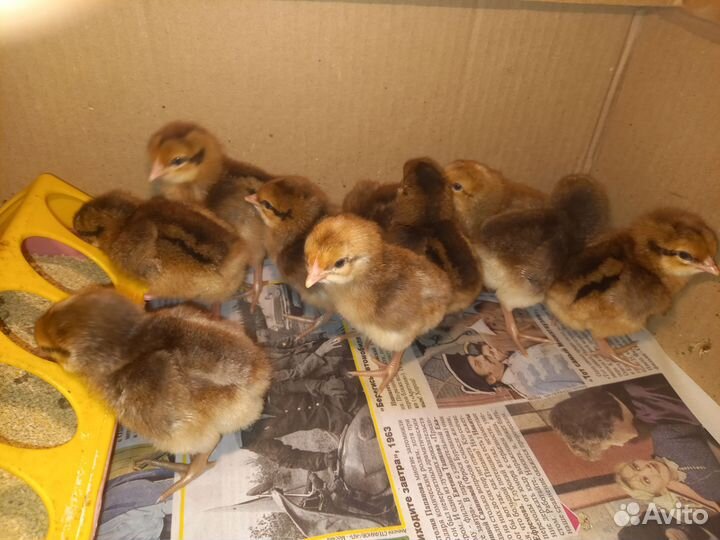 Инкубационное яйцо Билефельдер