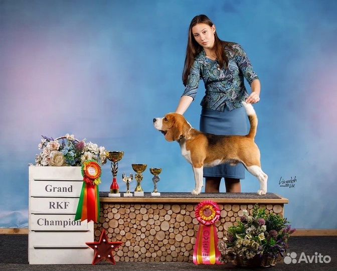 Вязка кобель Бигль