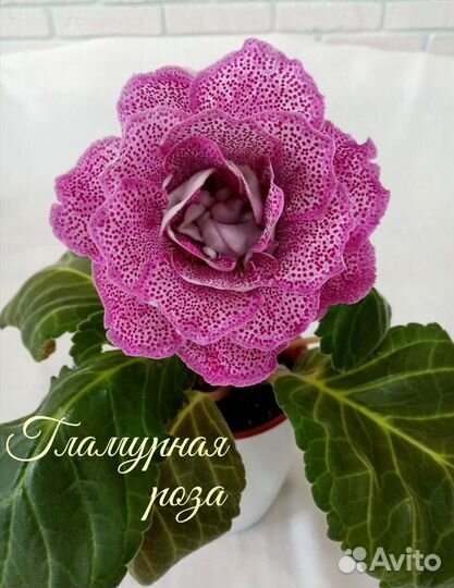 Глоксиния (ук. листики) Отправляю почтой