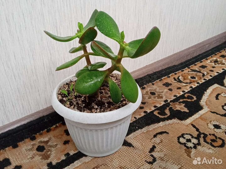 Денежное дерево