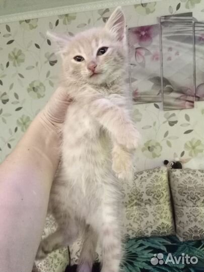 Шотландский котенок