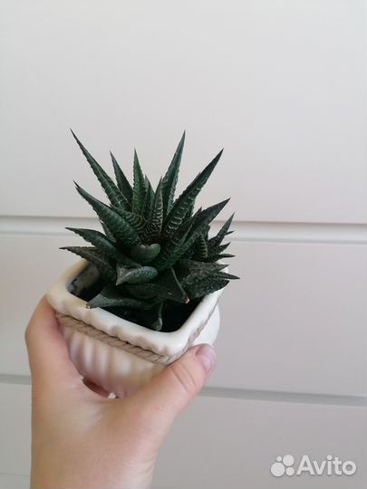 Лимифолия, оксалис (кислица), крассула вариегатная