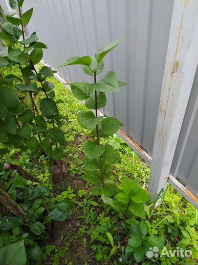 Сирень темно-сиренего цвета