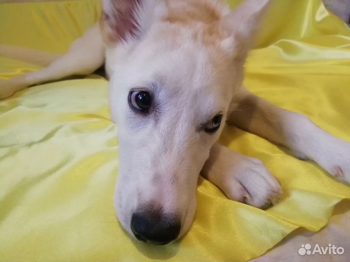 Собака в добрые руки