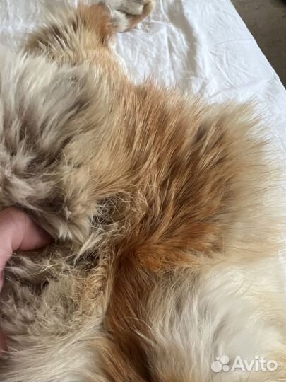 Шкурка лисы