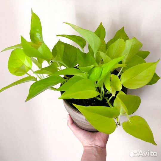 Комнатные цветы