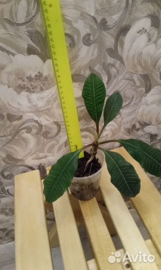 Цветок молочай беложильный или обезьянье дерево