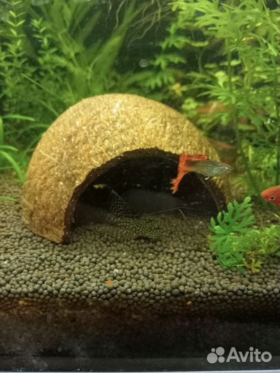 Кокосовые укрытия для животных