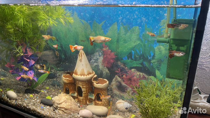 Аквариум и рыбки