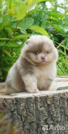 Красотка лиловый мерле