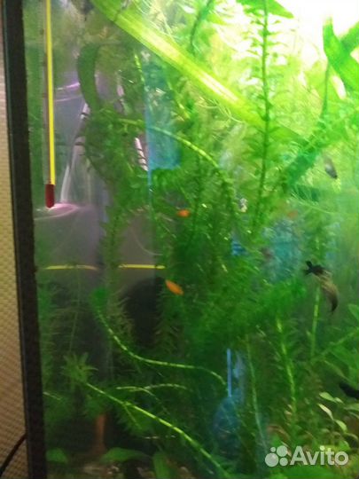 Аквариумные растения