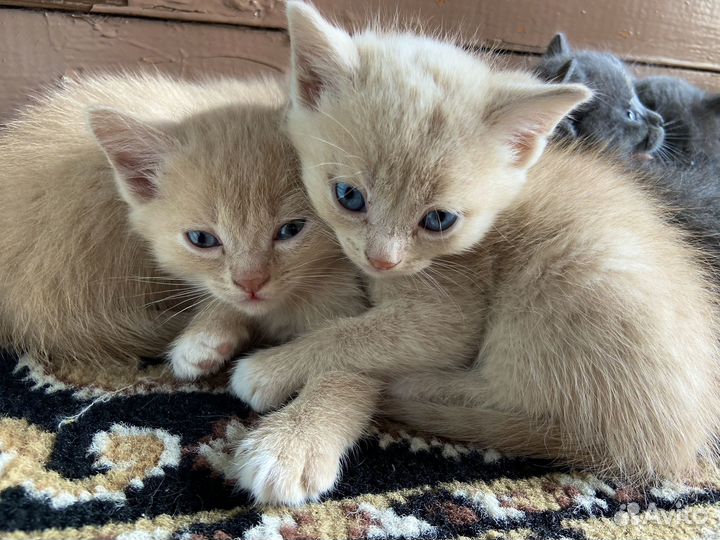 Отдам котят даром