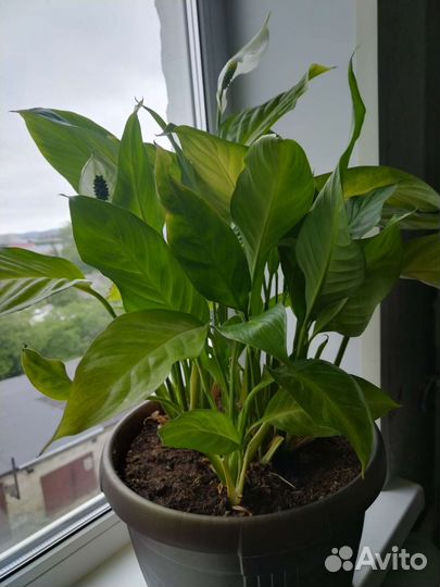 Продам цветы комнатные