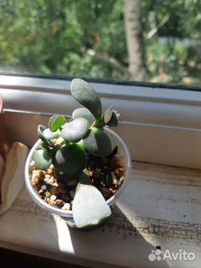 Адромискусы разные, суккуленты