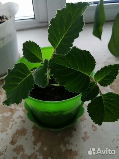 Комнатные растения цветы