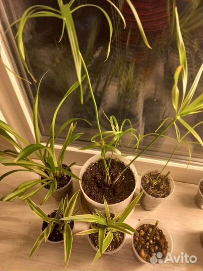 Цветочки растишки