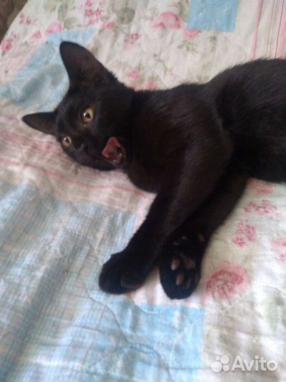 Кошка Багира