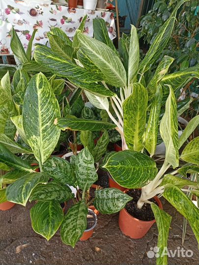 Продажа герани, агланемы и др