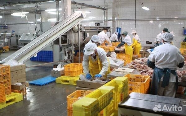 Вакансия на птичьем заводе: сменный график Пермь