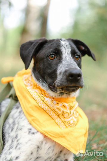 Щенок из приюта в дар