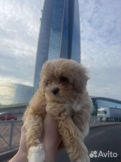 Мальтипу F1 mini, мальчик premium