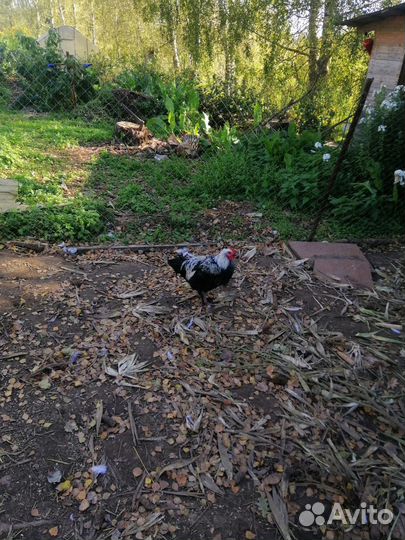 Петухи маран серебро