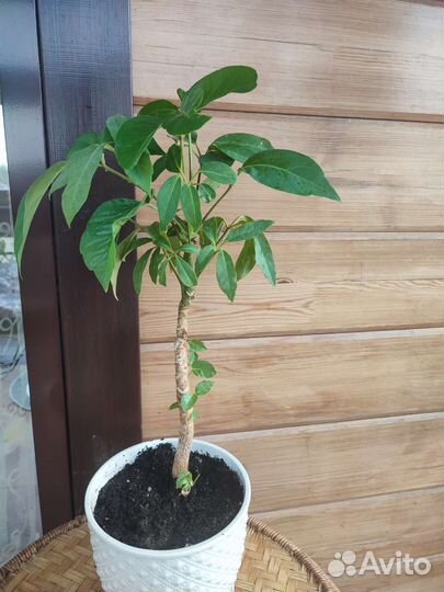 Комнатное растение (Шеффлера древовидная)