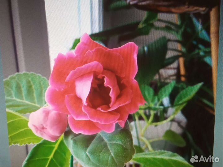 Глоксиния сортовая Брокада красная (махровая)